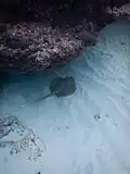 Stingray.