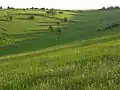 Streatley Warren