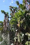 Mature Plant