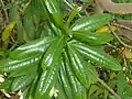 foliage