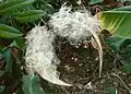 Strophanthus speciosus (dehiscence)