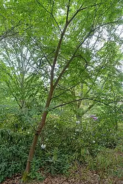 Habit