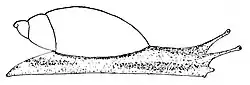 Illustration of live individual