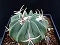 Young plant