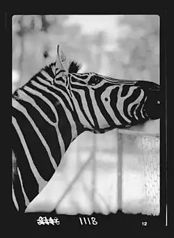 Zebra