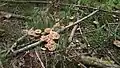 Autumn brings out a variety of mushrooms.