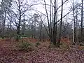 Swinley Park