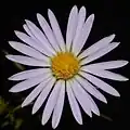 S. × priceae: photo taken 29 August 2020 in Huntsville, Alabama