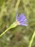 Flower head from bottom