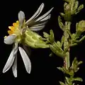 S. estesii: Photo of a cropped inflorescense 8 October 2014 at Coffee County, Tennessee, US