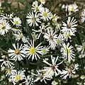 S. lanceolatum photographed 30 September 2020, Indiana, US.