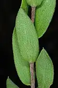 Stem and leaves