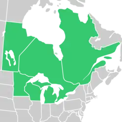 Symphyotrichum robynsianum native distribution: Canada — Manitoba, Ontario, and Québec; US — Michigan, Minnesota, and Wisconsin.