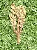 flower panicle of Symplocos stawellii