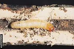 Caterpillar