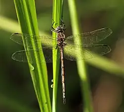 Yellow presba male