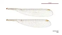 Male wings