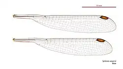 Male wings