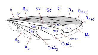 Wing of Tribe Ceriodini