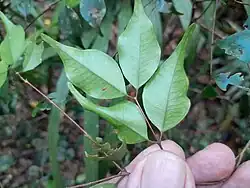 Foliage