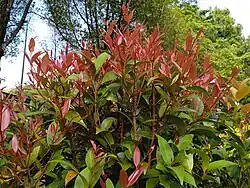 Bronze young leaves