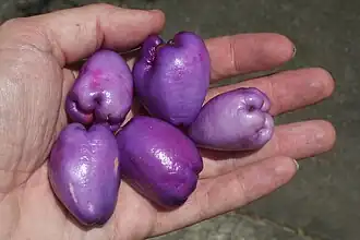 Fruit