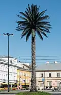 Joanna Rajkowska, Greetings from Jerusalem Avenue (2002, Jerusalem Avenue, Warsaw)