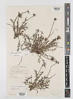 Specimens from 1942