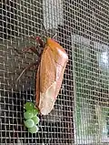 Adult female laying eggs