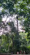 Hopea odorata, Ta-khian trees with a shrine for the spirit Nang Ta-khian, by Na Mueang Waterfalls, Koh Samui, Thailand.