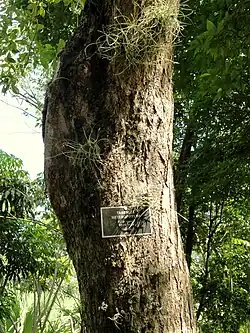 Bark