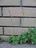 Growing beneath a brick wall