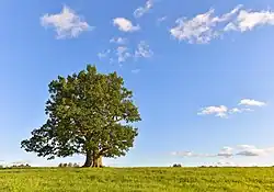 Tamme-Lauri oak in Urvaste