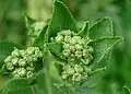 Flower clusters