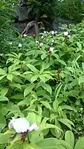 Wild flowers on the fort