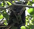 Binturong
