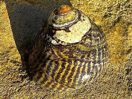 upperside, Point Loma, San Diego