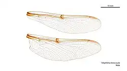 Male wings