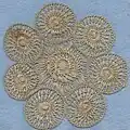 Tenerife lace