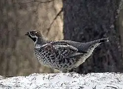 Hazel grouse, Tetrastes bonasia