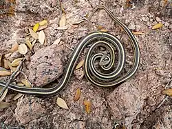 Mating