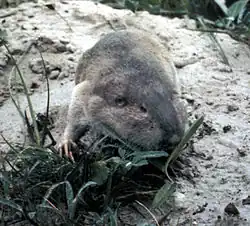 Gray gopher