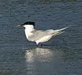 T. a. eurygnathus or intergrade with T. a. acuflavidus, with partially yellow bill. Santa Catarina, Brazil.