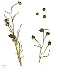 Thalia dealbata MHNT