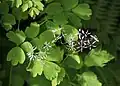Two Thalictrum species, showing the foliage referenced in the specific name of C. thalictroides