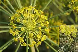 Thapsia villosa