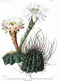 Acanthocalycium leucanthum in The Cactaceae (1919-1923) by Britton et Rose, Vol. III.