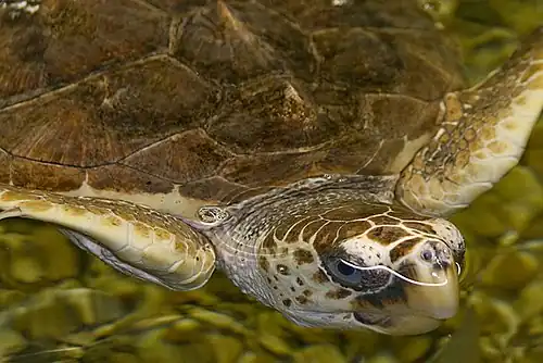 Loggerhead sea turtle