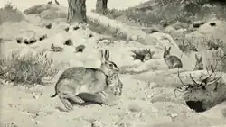 An illustration of a rabbit carrying its young by the scruff of its neck. The illustration is titled "Maternal Instinct".