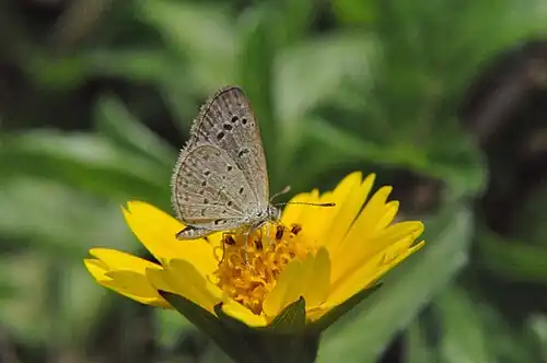 Ventral view